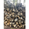 Image 3 : LARGE STACK OF LOGS FOR ALL YOUR FIRE WOOD NEEDS 
Average length of the logs are 10‘5“ average diame