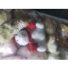 Image 4 : Stuffed Animals