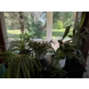 Image 1 : Selection Of House Plants 