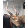 Image 4 : Full-Body Nyala Taxidermy Mount