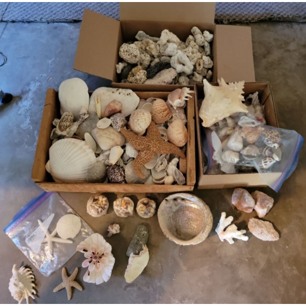 Assorted Sea Shells Fossilized Rocks & More