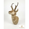 Image 2 : ANTELOPE