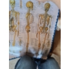Image 2 : Houseables Disarticulated Human Skelton.  Also incl Anatomical Skeletal System Poster