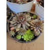Image 2 : Live Succulent Garden #1 - 3 Large 2 Medium Sized Pots 