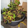 Image 2 : Outdoor Essentials - Large Perennial Mixed Planter w/ Metal Umbrella Garden Stones & more