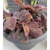 Image 3 : 3 Outdoor Potted Plants - Perennials - Coleus  