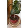 Image 2 : Pair Of Live House Plants On Wicker Pedestals - 46T 