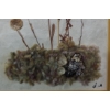 Image 4 : Untitled Dried and Dyed Wild Flowers, Artist: Mary Koonookoochook, Framed Under Glass 12 X 15 