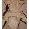 Image 8 : Taxidermy Polar Bear Rug (Severe Damage to Hyde) 85L