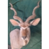 Image 2 : Kudu Shoulder Mount by M. O'Connor