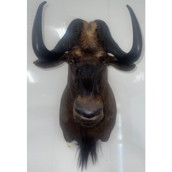 African Gemsbok 16W x 29D x 28T