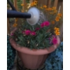 Image 2 : Live Outdoor Plant (Dianthus + Portulaca) w/ 2 Artificial Topiary Balls 