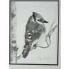 Image 4 : Framed Pencil Sketch Of A Blue Jay Perched On A Branch 14''WIDTH , 17''HEIGHT INCHES.