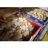 Image 1 : Handpicked Rock Collection - Assorted Shapes & Sizes