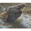 Image 3 : Numb. Print 513/950 "Spring Thaw- Redtailed Hawk", Artist Robert Bateman, 43 X 29 Framed Under Glass