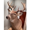 Image 2 : Taxidermy Shoulder Mount Of A Whitetail Deer
