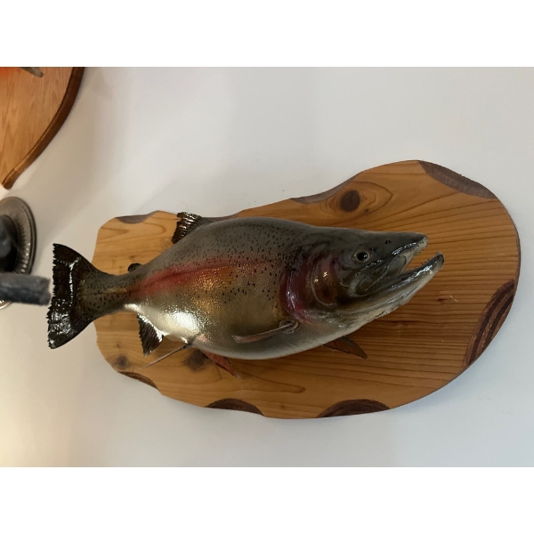 Rainbow trout wall mount Don Patrition Four Seasons Taxidermy 24” is the fish 27” wood mount