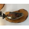 Image 1 : Rainbow trout wall mount Don Patrition Four Seasons Taxidermy 24” is the fish 27” wood mount