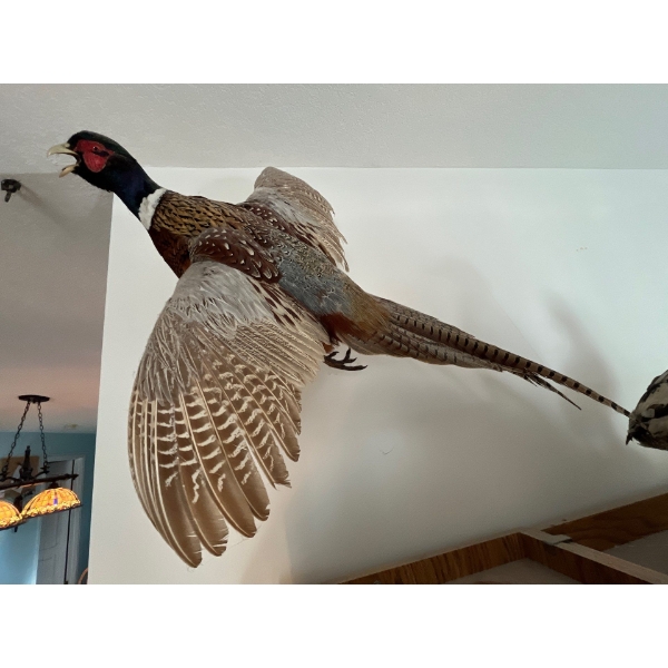  Ring-necked Pheasant wall mount flying formation