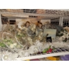 Image 1 : 2 Angel Tree Toppers 17T w/ Assorted Winter Foliage 