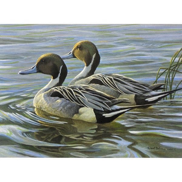 Robert Bateman "Pintails in Spring" Signed Wildlife Habitat Canada Print