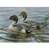 Image 1 : Robert Bateman "Pintails in Spring" Signed Wildlife Habitat Canada Print