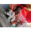 Image 8 : Holiday Tree 40 T (Plastic Strips w/ Snow Flocking),Ornaments, Stockings and More!