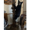 Image 5 : bear cub climbing on tree full mount. Mounted By Jim Boland . Height 89” Width 22”