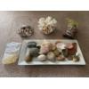 Sea Shells, Rocks Large Coral Sample Fish Planter