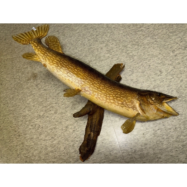 Taxidermy Pike 38L