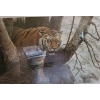 Image 2 : "On The Edge- Tiger", 1593/7000, Artist Robert Bateman, 36.5 x 32 Framed Under Glass