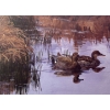 Image 1 : Kerri Burnett "Spring Pond: Gadwalls" Signed Wildlife Habitat Canada Print