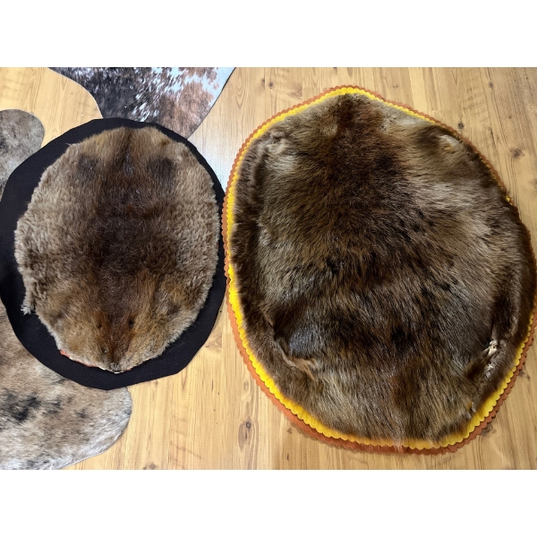  Two Beaver pelts large 33” length small 24” length .