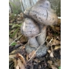 Image 2 : Yard Decor Collection 