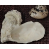 Image 5 : Seashells, Starfish, Lantern Parts, and Red Lantern