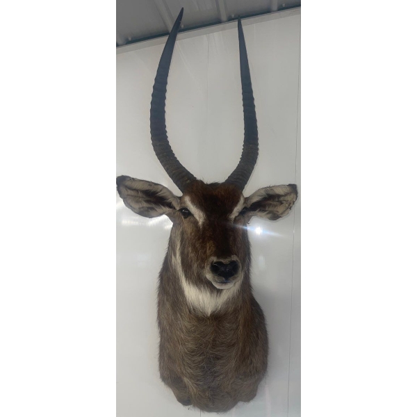 African Sub Saharan Large Antelope 24W x 36D x68T