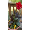 Image 2 : Live Outdoor Plants - Canna Lilies & Marigolds 