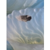 Image 4 : California Pastel Mist Frosted Glass - Large Bowl & Plate, 3 Smaller Cups w/ Plates