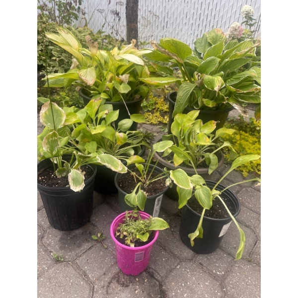 Perennial Perfection #4 - Beautifully Maintained Potted Garden Plants