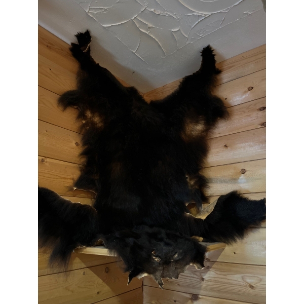 Bear hide ready to make into a rug