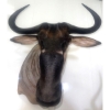 Image 1 : African Blue Wildebeast 17W x 29D x 26T