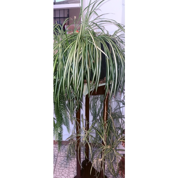 Two Potted Indoor Plants: Spider Plant and Boston Fern