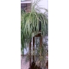 Image 1 : Two Potted Indoor Plants: Spider Plant and Boston Fern