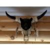 Image 1 : Cow Skull with horns and small bear head with feather tassels