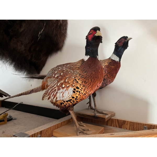  2 stuffed birds (with beautiful feathers)