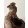 Image 5 : 2 taxidermy grouse