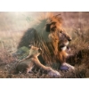 Image 2 : Framed Lion and Cub Wildlife Photograph with Double Matting
