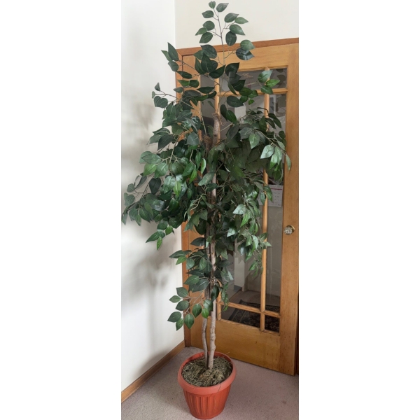 Artificial Ficus Tree 6 Feet Tall 