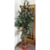 Image 1 : Artificial Ficus Tree 6 Feet Tall 