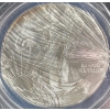 Image 2 : MS69 Silver Eagle Coin